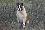 AKITA AMERICAIN 349